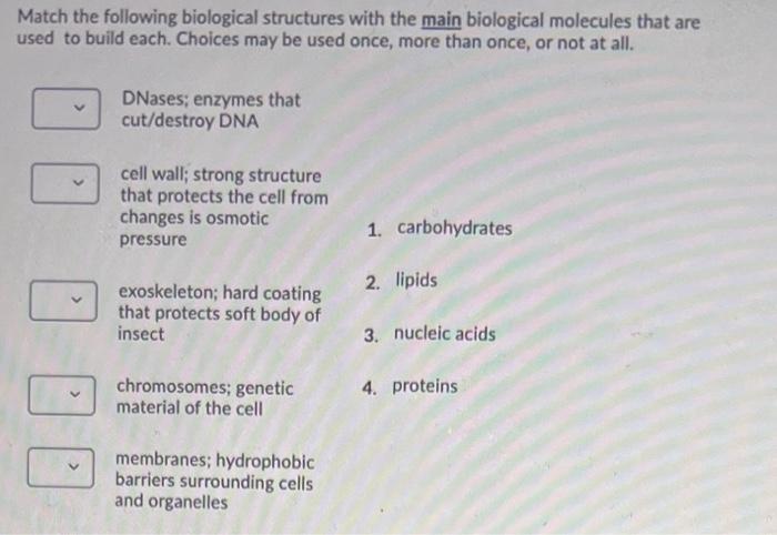 Solved Match the following biological structures with the | Chegg.com