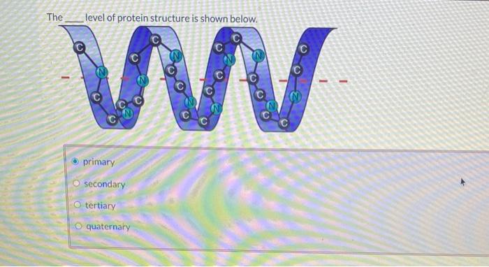 solved-the-level-of-protein-structure-is-shown-below-chegg