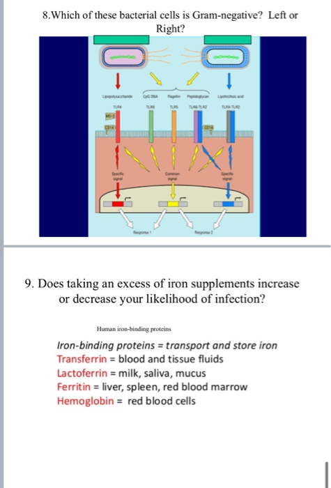 Solved 1. Complement activation cascade is initiated by the | Chegg.com