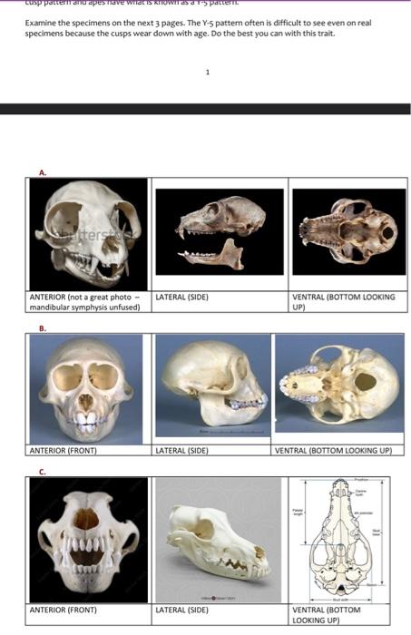 Solved Examine the specimens on the next 3 pages. The Y.5 | Chegg.com