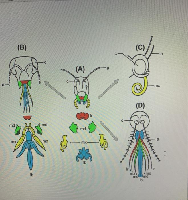 Solved 4. The insect head below belongs to which insect, | Chegg.com