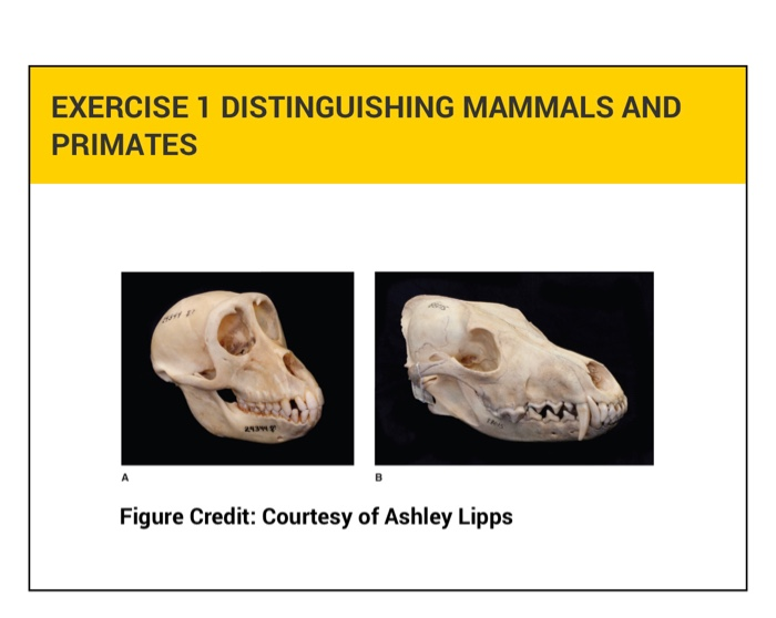 Solved EXERCISE 1 DISTINGUISHING MAMMALS AND PRIMATES Work | Chegg.com