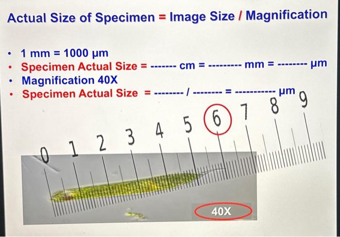 Solved Actual Size of Specimen = Image Size / Magnification | Chegg.com