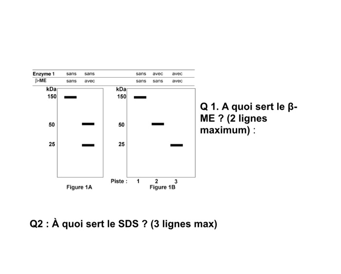 Solved Protein A Is First Treated With B Mercapto Ethanol Chegg Com