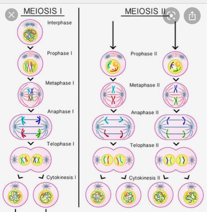 meiosis cytokinesis 1 and 2