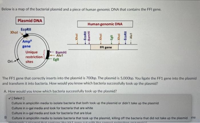 Solved Below is a map of the bacterial plasmid and a piece | Chegg.com