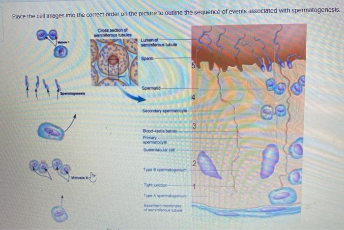 Solved Place the cell images into the correct order on the | Chegg.com