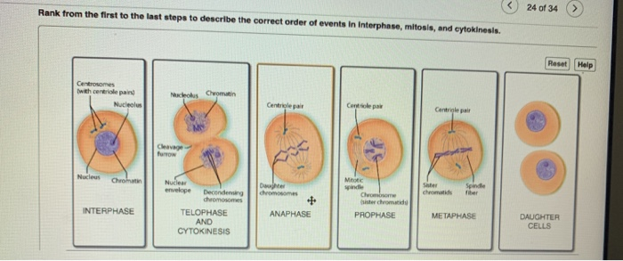 Download Steps Of Mitosis In Order With Pictures Pictures