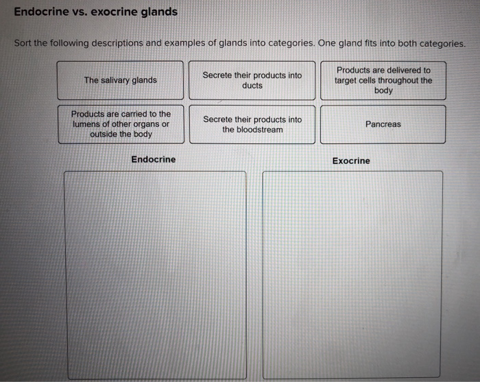 Solved Endocrine Vs Exocrine Glands Sort The Following Chegg Com