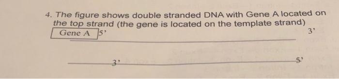 Solved 4. The figure shows double stranded DNA with Gene A | Chegg.com