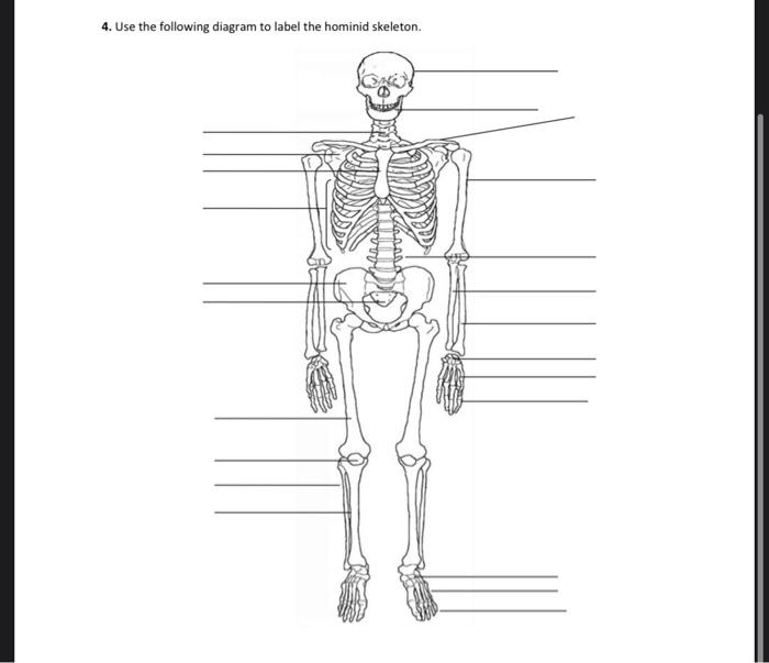 Solved 4. Use the following diagram to label the hominid | Chegg.com