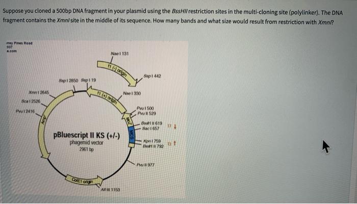 Solved Suppose you cloned a 500bp DNA fragment in your | Chegg.com