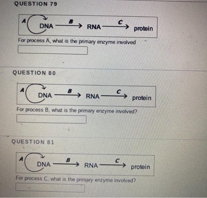 Solved QUESTION 76 А DNA B → RNA Protein For Process A, What | Chegg.com