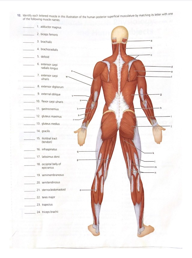 Solved 228 Review Sheet 13 General Review Muscle Recogni Chegg Com