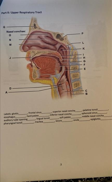 Solved Part II: Upper Respiratory Tract Nasal conchae: O N M | Chegg.com