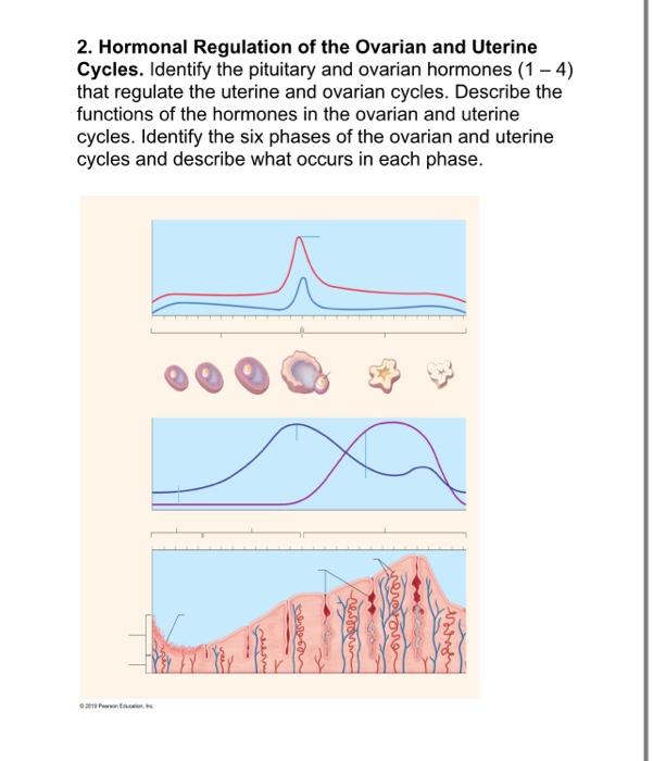 Solved 2. Hormonal Regulation of the Ovarian and Uterine | Chegg.com