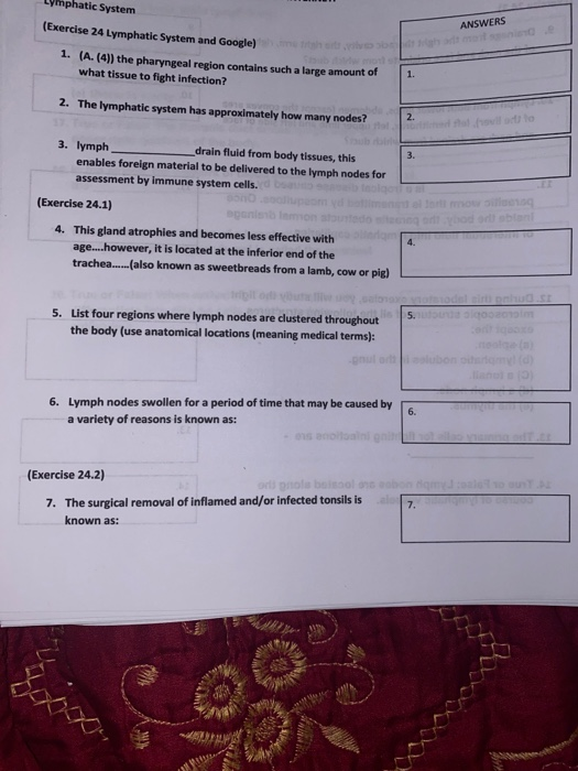 Solved: Lynphatic System (Exercise 24 Lymphatic System And... | Chegg.com