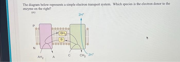 Solved The diagram below represents a simple electron | Chegg.com
