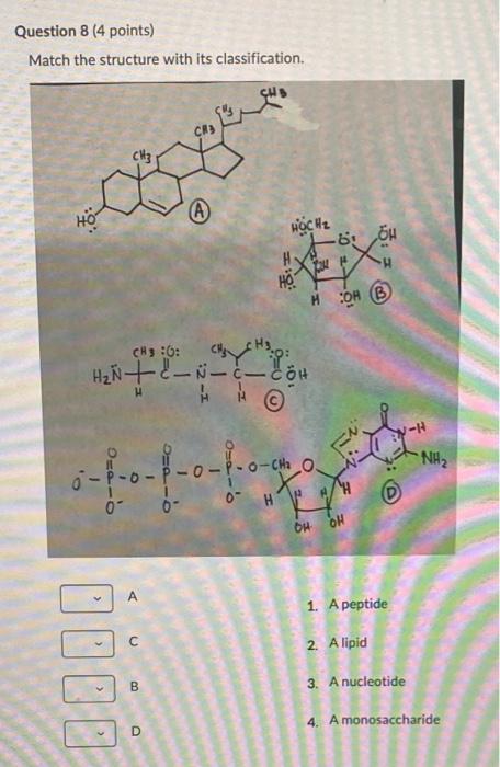 Solved Question 8 (4 points) Match the structure with its | Chegg.com