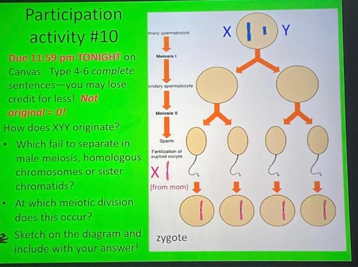 xyy syndrome diagram