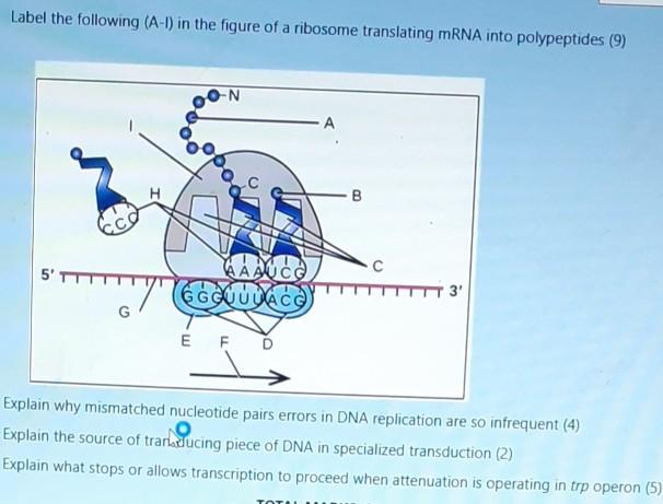 Solved Label the following (A-1) in the figure of a ribosome | Chegg.com