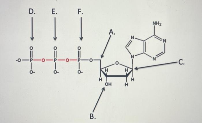 Solved In the figure, which phosphate group will remain | Chegg.com