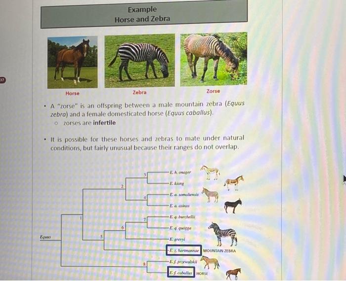 Solved Example Horse and Zebra - A 