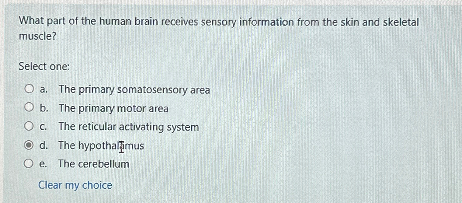 Solved What part of the human brain receives sensory | Chegg.com