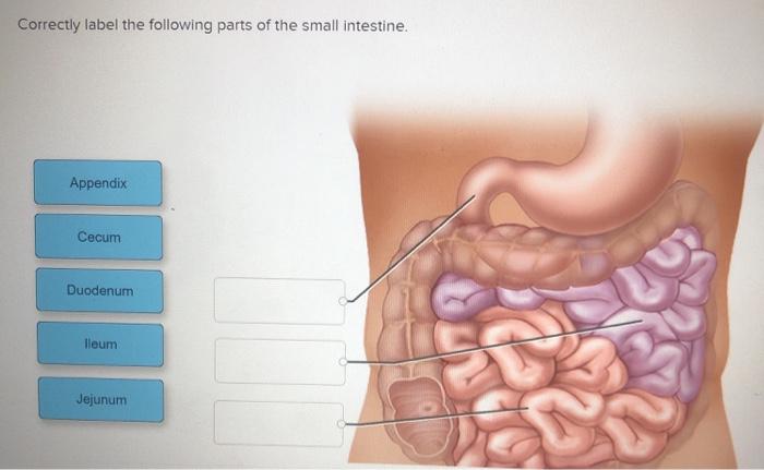 parts of small intestine without labels
