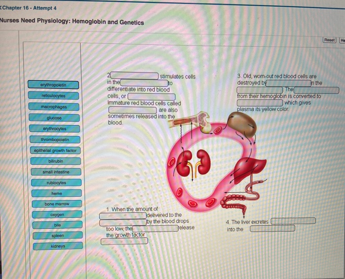 Solved Chapter 16 - Attempt 4 Wurses Need Physiology: | Chegg.com