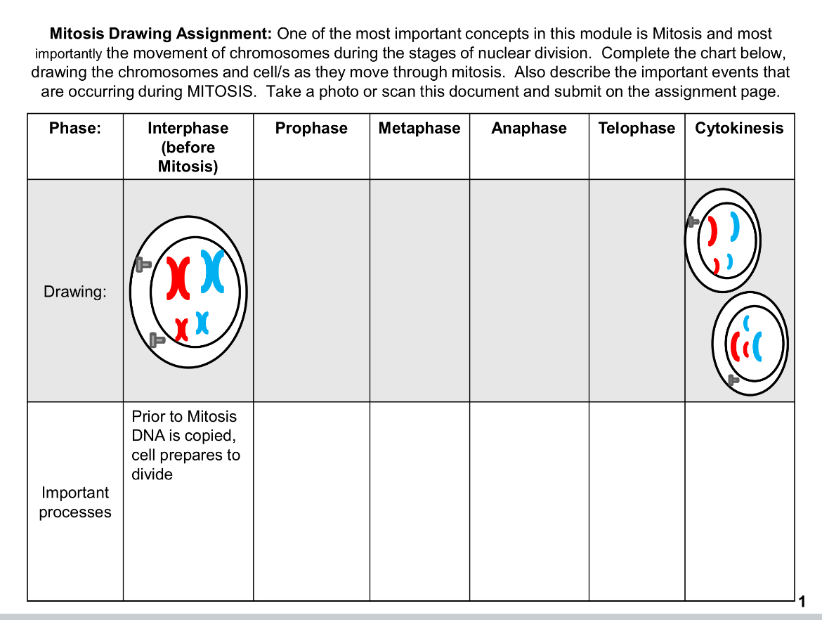 Solved Mitosis Drawing Assignment: One of the most important | Chegg.com