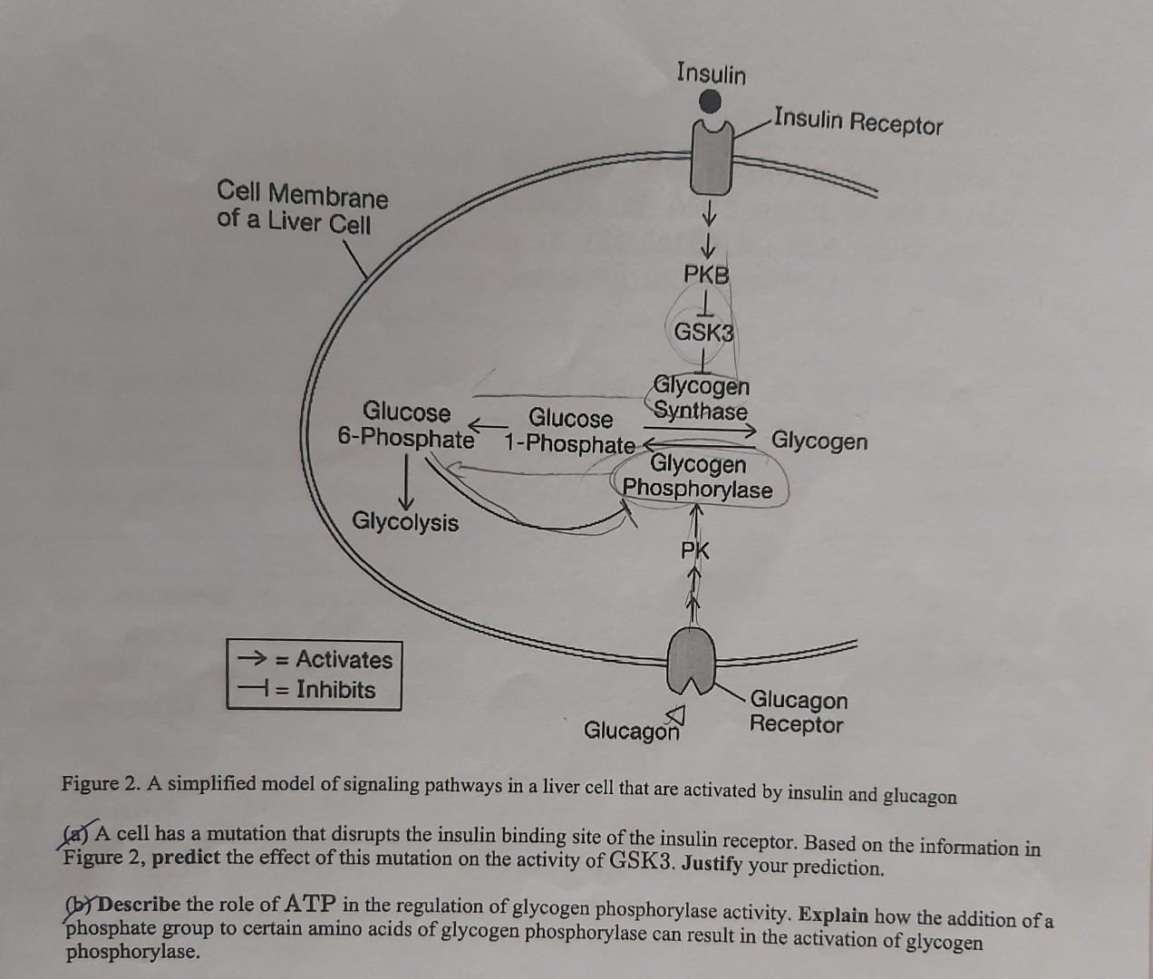Solved Figure 2. A simplified model of signaling pathways in | Chegg.com