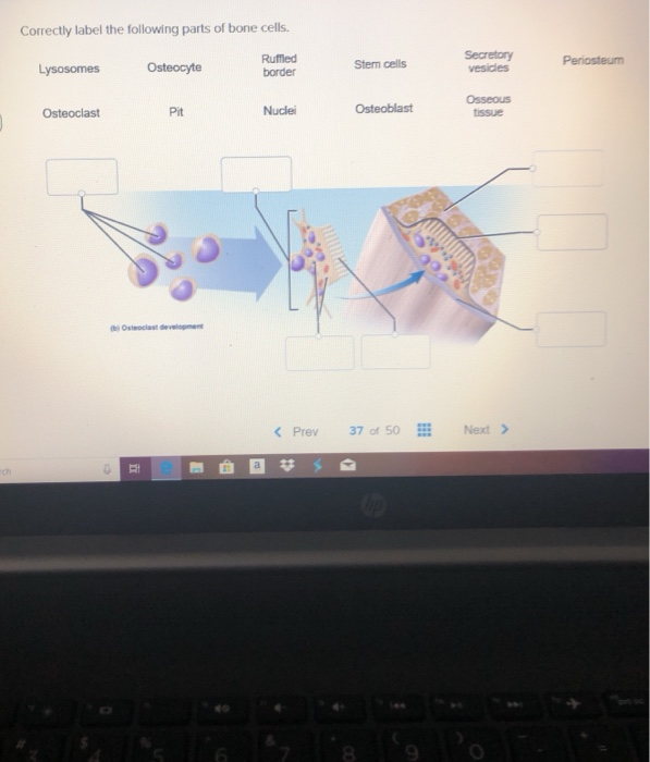 Solved Correctly label the following parts of bone cells.