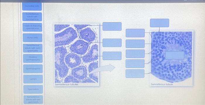 Solved Drag The Labels To The Appropriate Location In The | Chegg.com