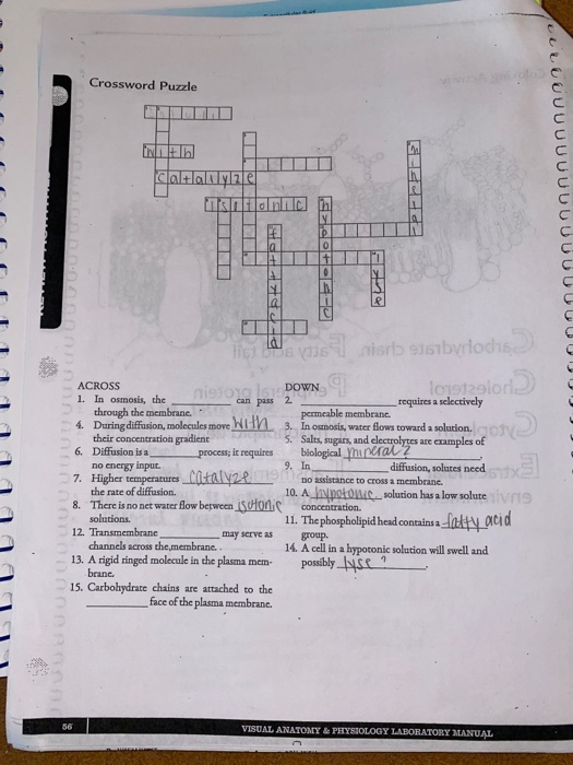 Solved Crossword Puzzle Curcuuuuuuuuuul Chaltlaluylale Is Chegg Com