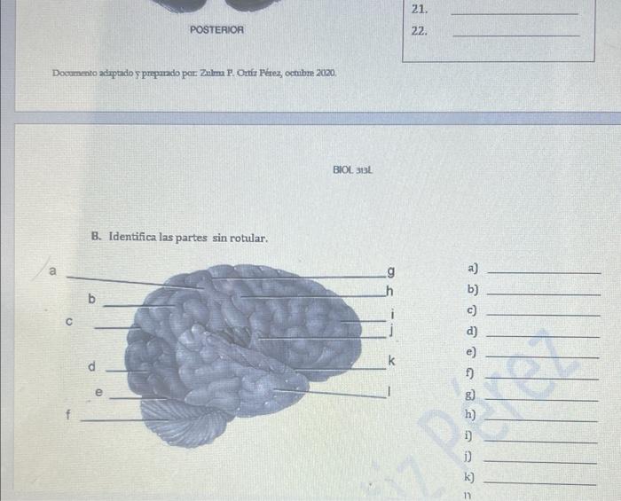 21. POSTERIOR 22. Documento adaptados preparado par: Zalm P. Ortíz Pérez, octubre 2020 BIOL 3131 B. Identifica las partes sin