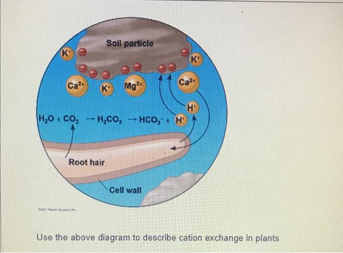 Solved Use the above diagram to describe cation exchange in | Chegg.com