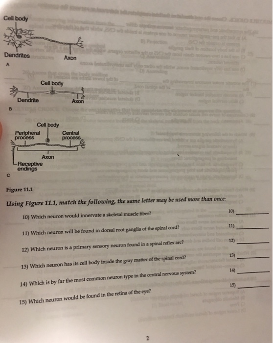 Solved Mnis Cell body Dendrites Axon A Cell body Dendrite Chegg