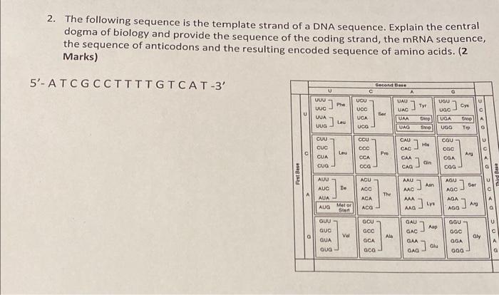 Solved 2. The following sequence is the template strand of a | Chegg.com