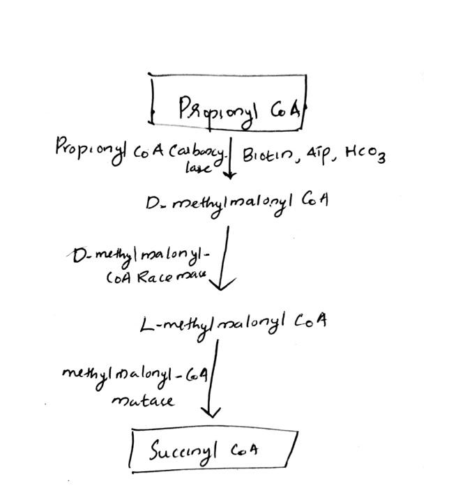 Solved Propionyl CoAf Do methy|malony| Co A D-methy ∣ | Chegg.com