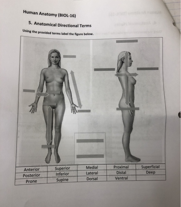 anterior and posterior body female