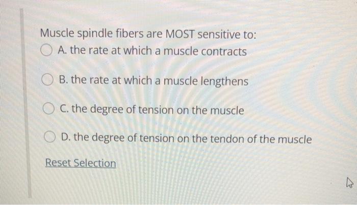 Solved Muscle spindle fibers are MOST sensitive to: A. the | Chegg.com