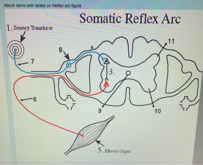 Solved Match items with labels on Reflex arc figure Somatic | Chegg.com