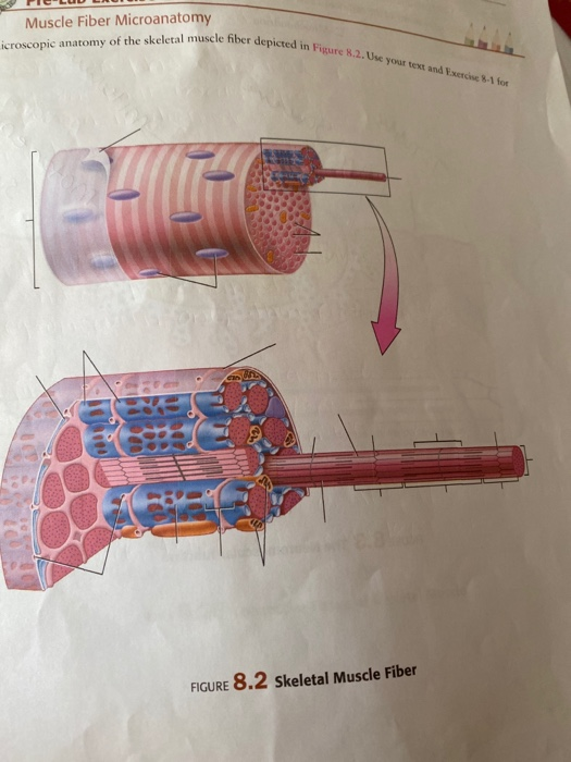 Solved icroscopic anatomy of the skeletal muscle fiber | Chegg.com