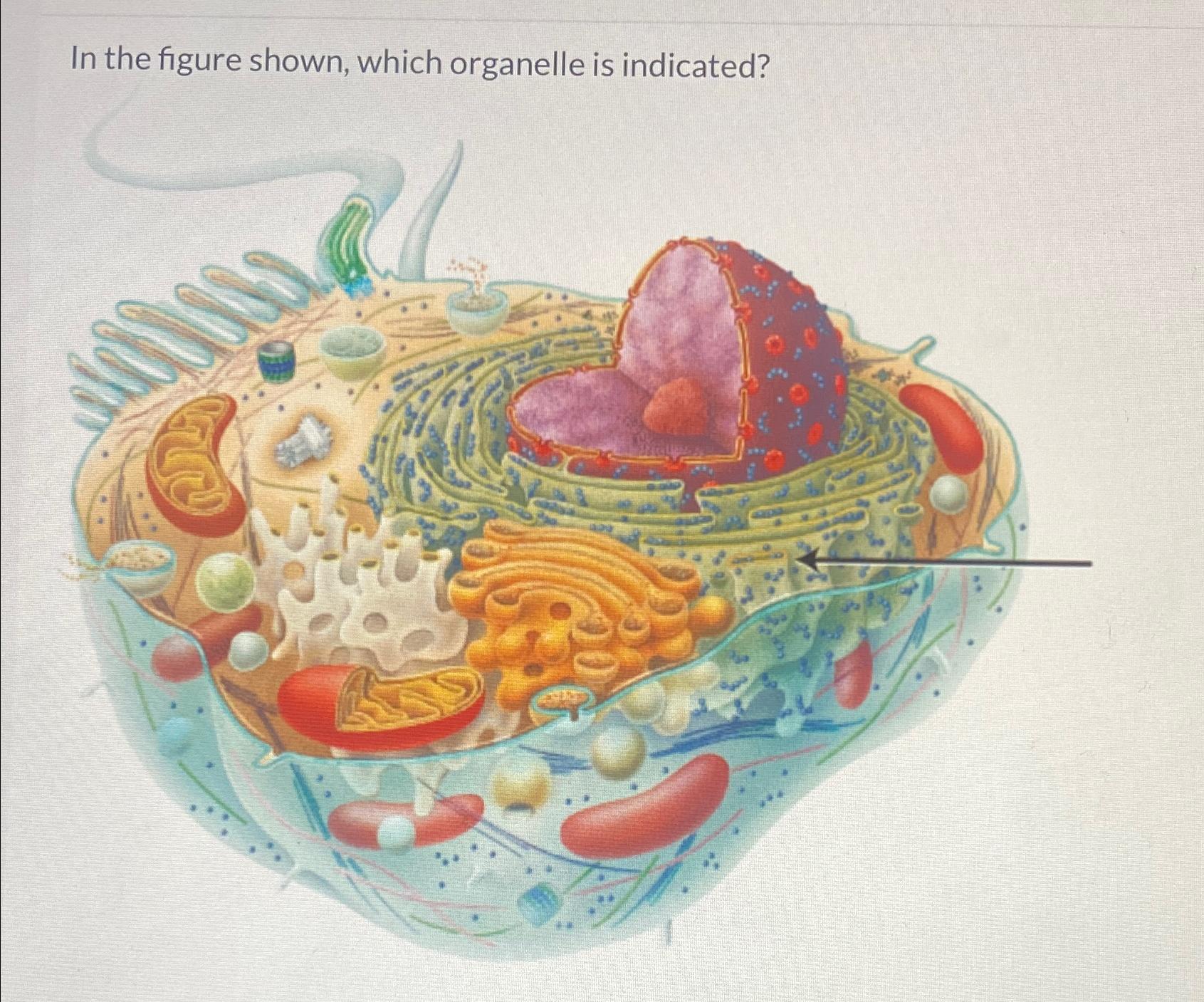 Solved In the figure shown, which organelle is indicated? | Chegg.com