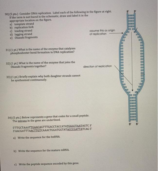 Solved 30) (5 pts.) Consider DNA replication Label each of | Chegg.com