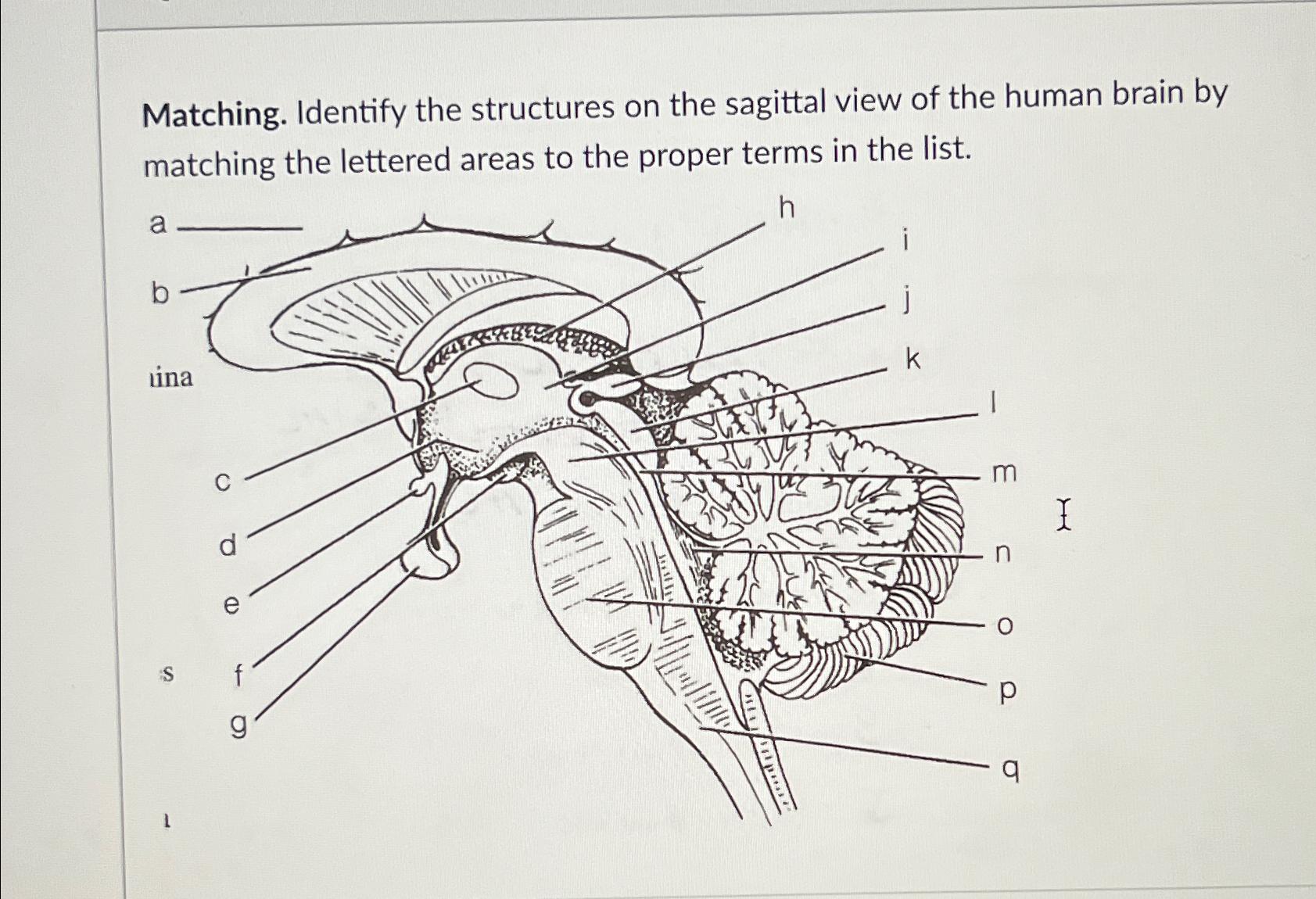 Solved Matching. Identify The Structures On The Sagittal | Chegg.com