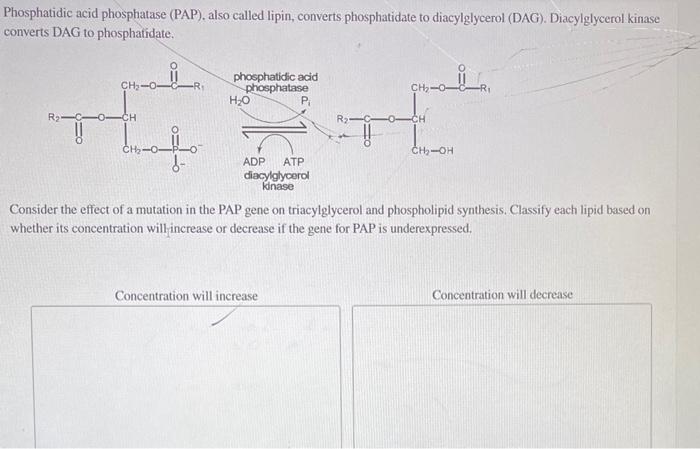 hosphatidic acid phosphatase (PAP), also called lipin, converts phosphatidate to diacylglycerol (DAG). Diacylglycerol kinase 