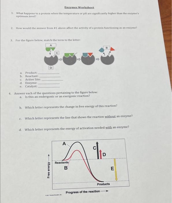 Solved Enzymes Worksheet 1. What happens to a protein when | Chegg.com