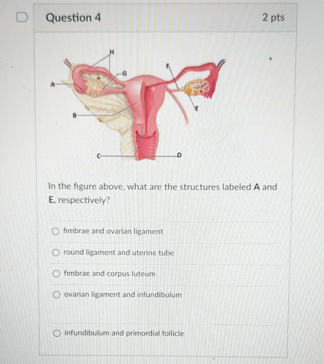 Solved In the figure above, what are the structures labeled | Chegg.com